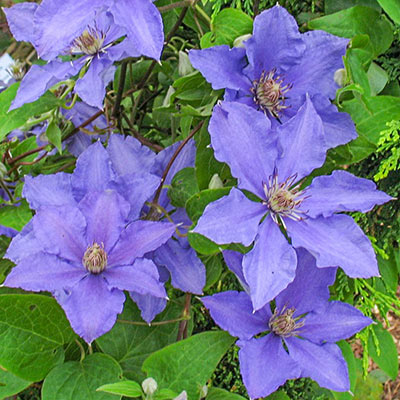 Clematis Eyres' Gift - Shop Clematis | Spring Hill