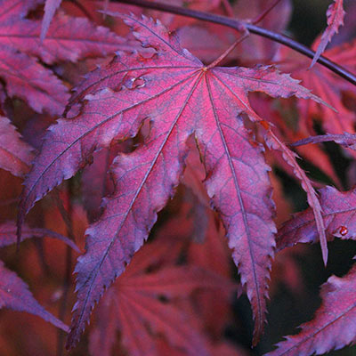 Purple Ghost Japanese Maple Tree | Spring Hill