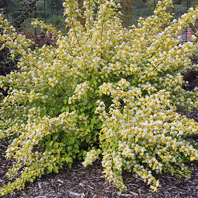 Nugget Eastern Ninebark Tree | Spring Hill Nurseries