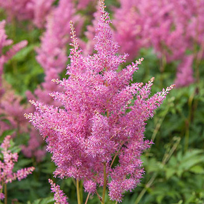 Rheinland Astilbe - Shop Astible | Spring Hill