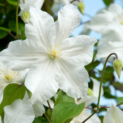 Clematis Snow Storm — Shop Clematis | Spring Hill