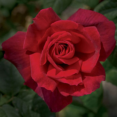 Chrysler Imperial Hybrid Tea Rose - Hybrid Tea Roses | Spring Hill