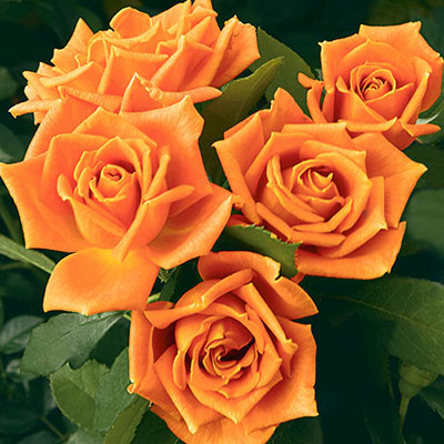 Pumpkin Patch Floribunda Rose | Spring Hill