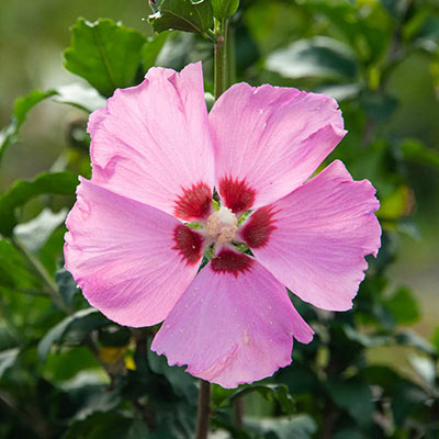 Tahiti Hardy Hibiscus Tree - Shop Hibiscus| Spring Hill