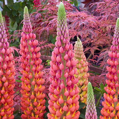 Westcountry Terracotta Lupine - Shop Lupines | Spring Hill