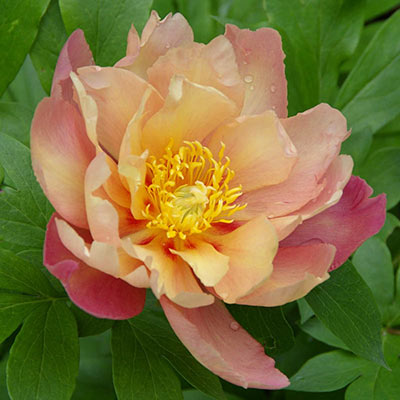 Joanna Marlene Itoh Peony | Spring Hill Nurseries