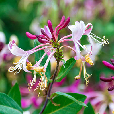 Fragrant Cloud Honeysuckle - Pollinator Garden | Spring Hill Nurseries