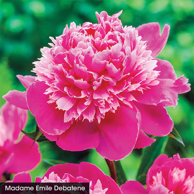 Most Fragrant Peony Collection | Spring Hill Nurseries