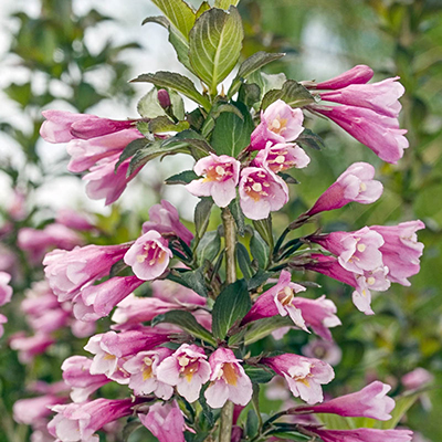 Java Red Weigela - Shop Shrubs | Spring Hill image.