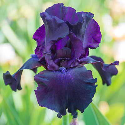 Superstition Bearded Iris - Shop Black Irises | Spring Hill