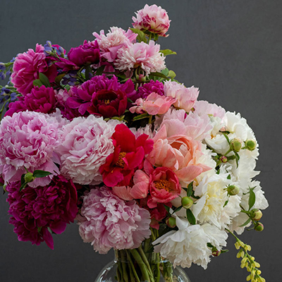 Our Choice Florist's Peony Collection | Spring Hill