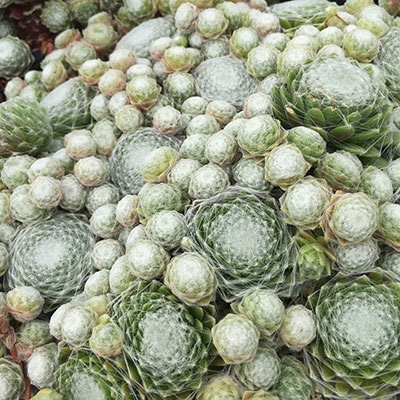 Cobweb Hens & Chicks | Sempervivum | Spring Hill Nurseries