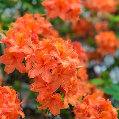 Azaleas for Sale - Buy Azaleas Online | Spring Hill Nurseries