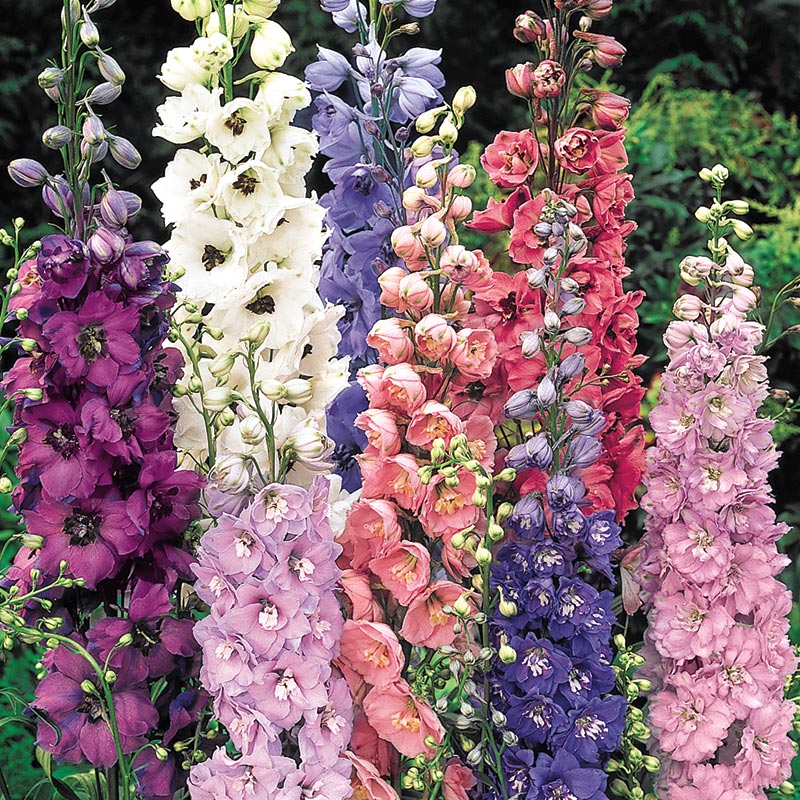 Springhill Flowers Catalog Best Flower Site