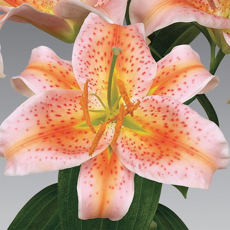 'Salmon Star' Oriental lily