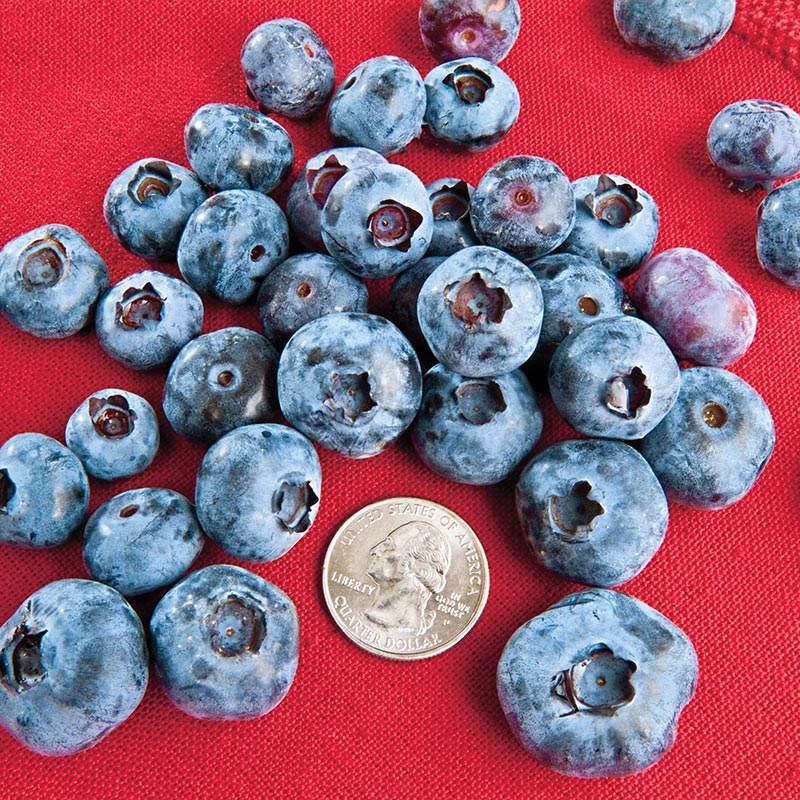 Chandler Blueberry Plant