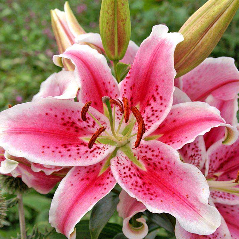 Pics stargazer lily Stargazer lily