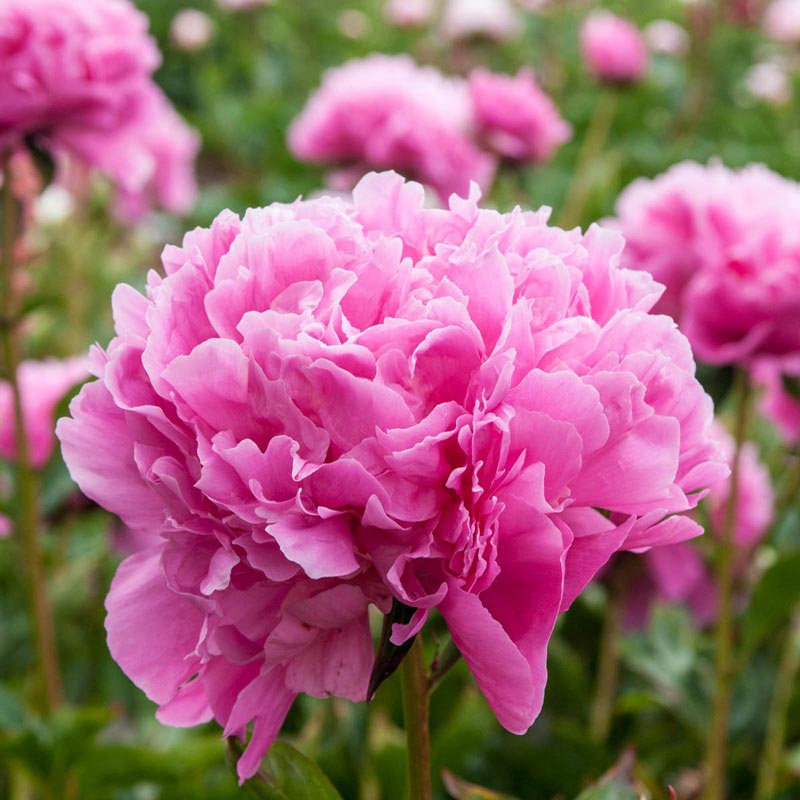 Edulis Superba Peony | Shop Flowering Shrubs | Spring Hill