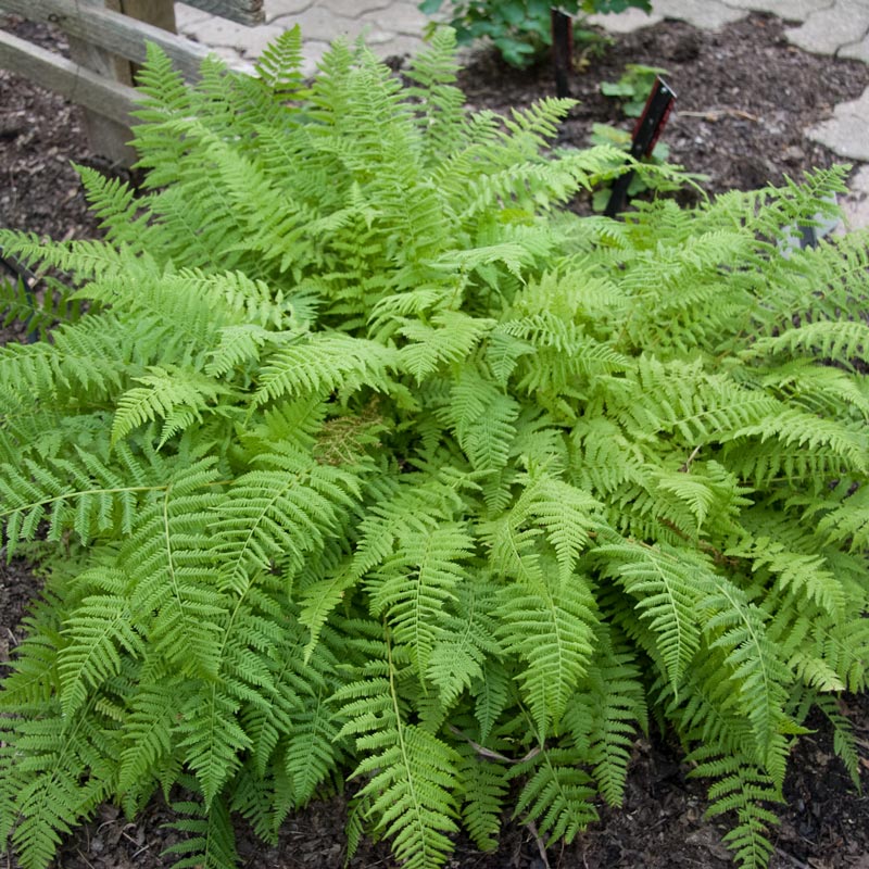 Lady Fern | Spring Hill Nurseries