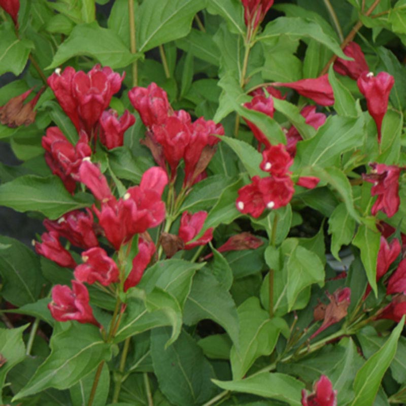 Sonic Bloom<sup>®</sup> Red Weigela