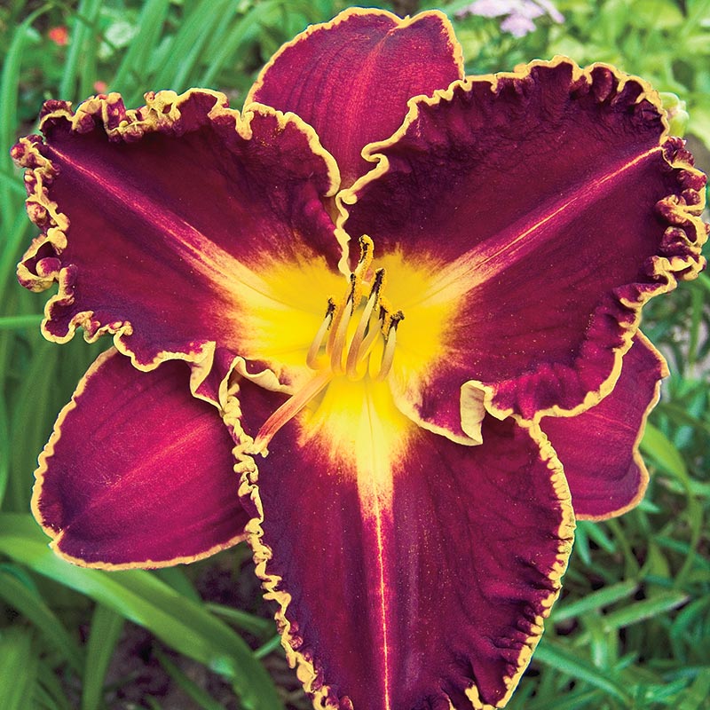 Storm of the Century Reblooming Daylily