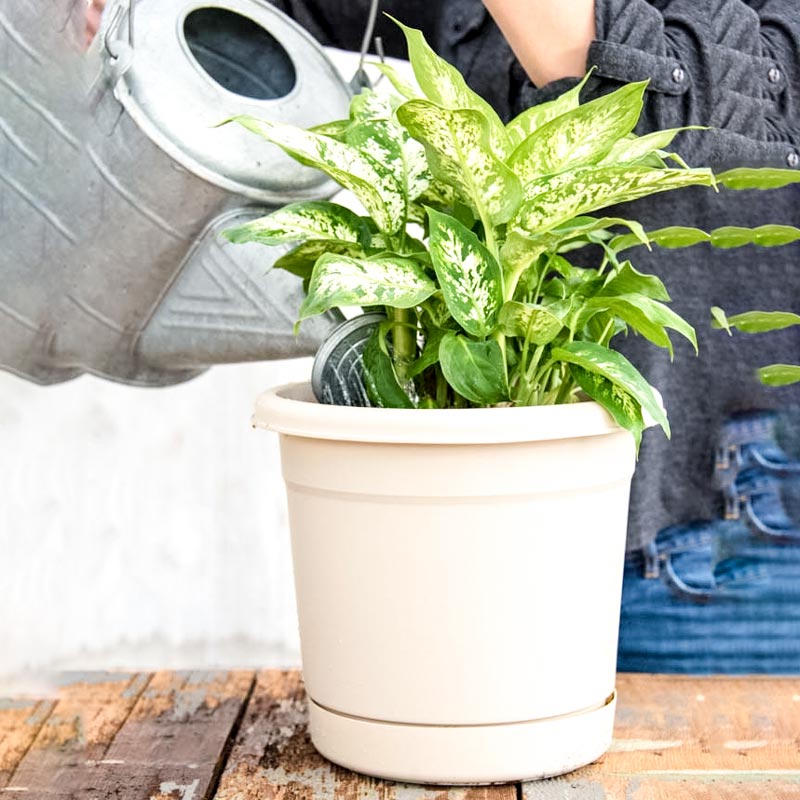 Patio Pot Complete with Soil Just Add Plants and Water