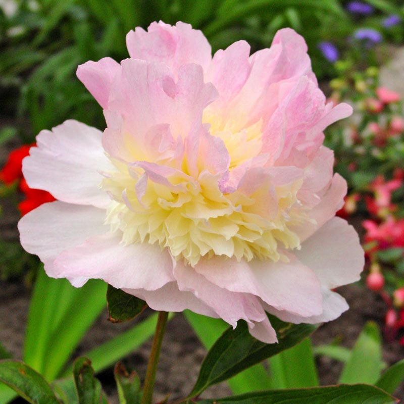 Raspberry Sundae PeonyAt Spring Hill Nurseries