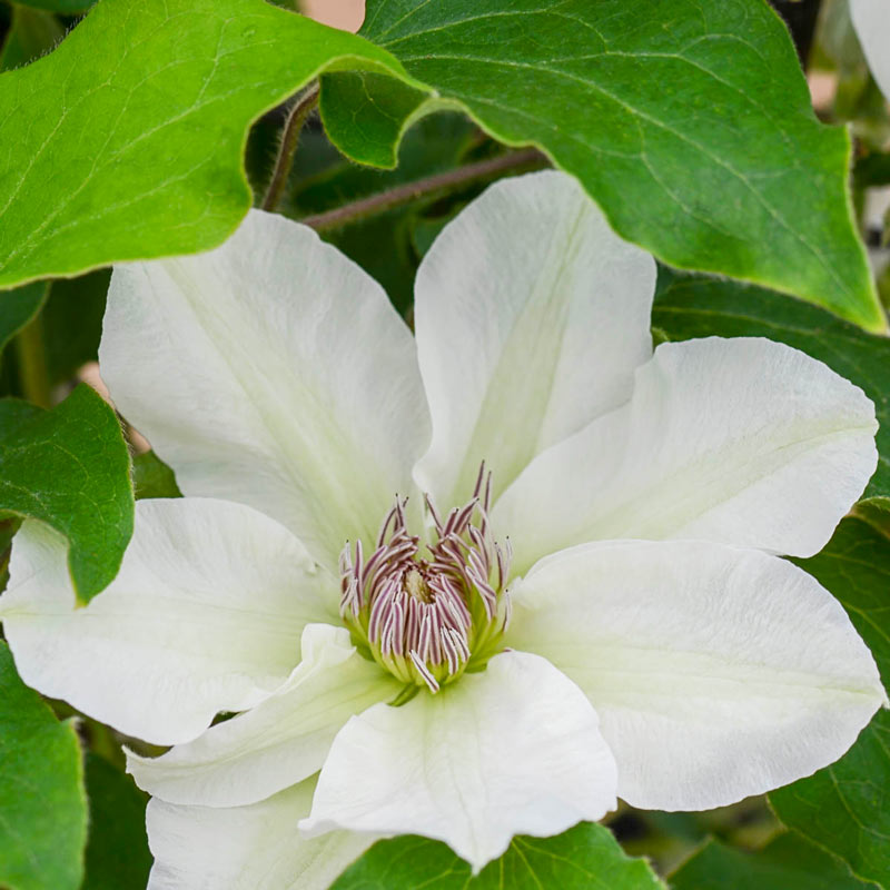 Clematis Kitty<sup>™</sup>