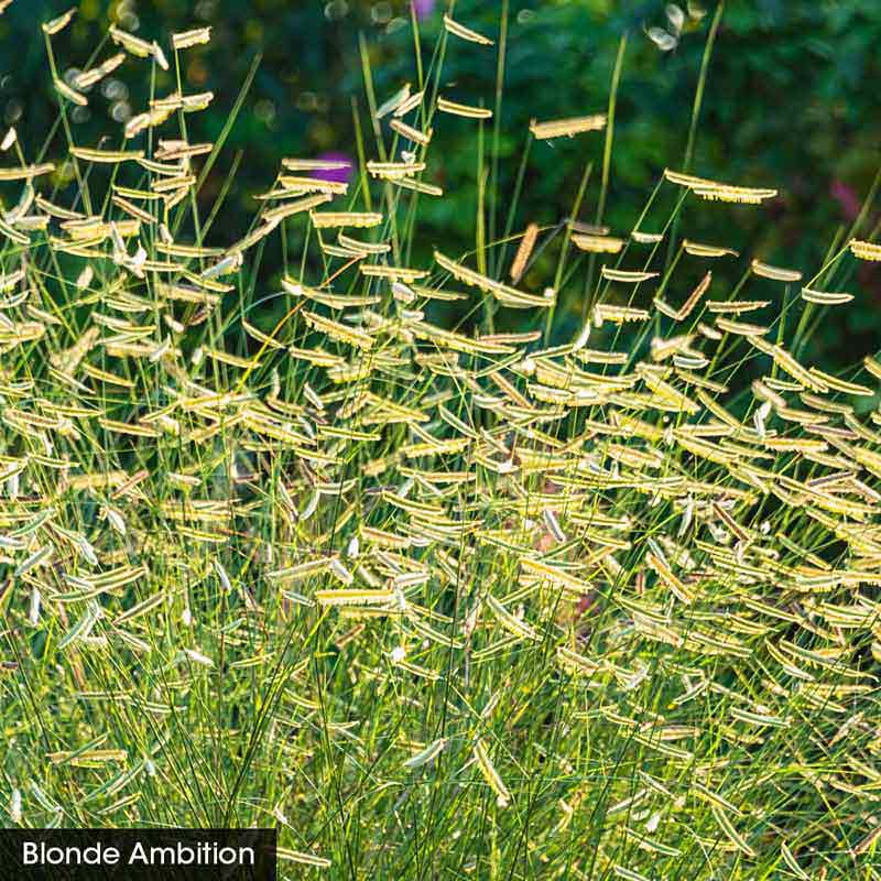 Best Grasses for Sunny Borders Collection