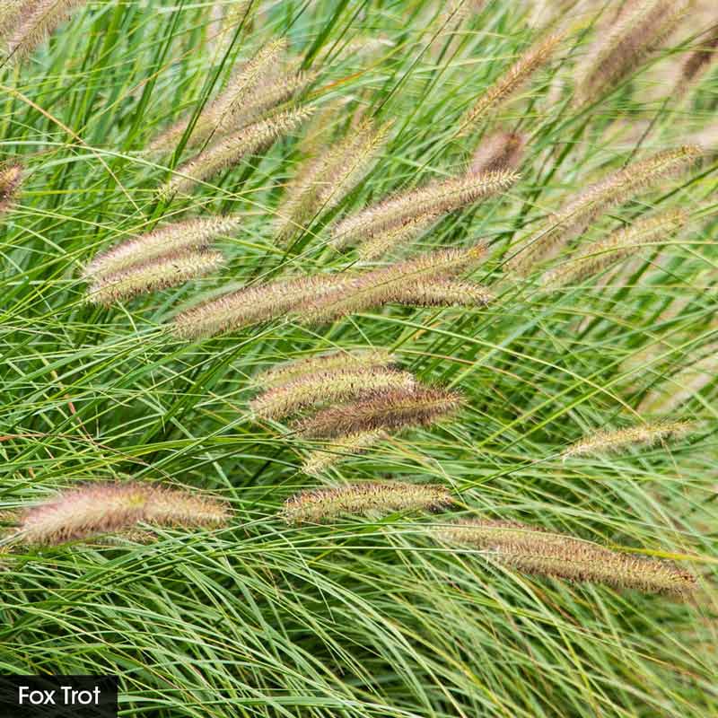 Best Grasses for Sunny Borders Collection