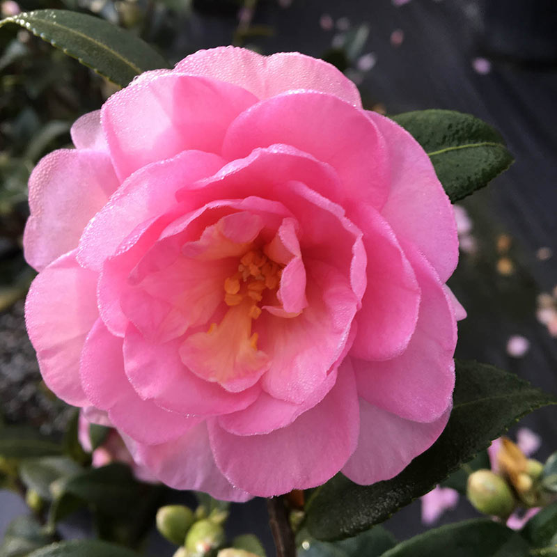 Fall Fantasy Camellia– Shop Shrubs | Spring Hill Nurseries