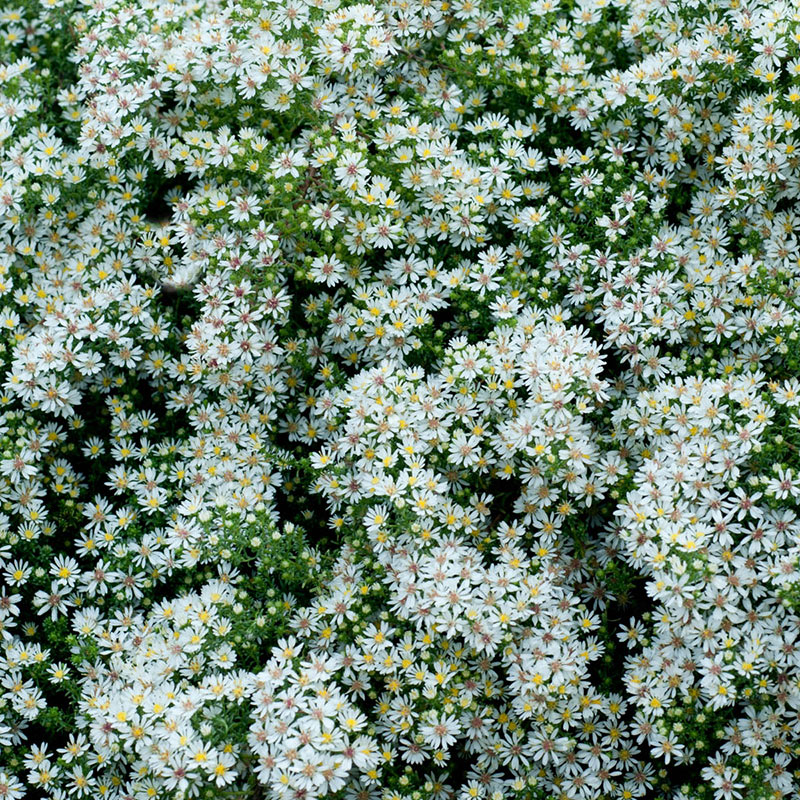 Bridal Veil Aster Fall Blooming Perennial Spring Hill