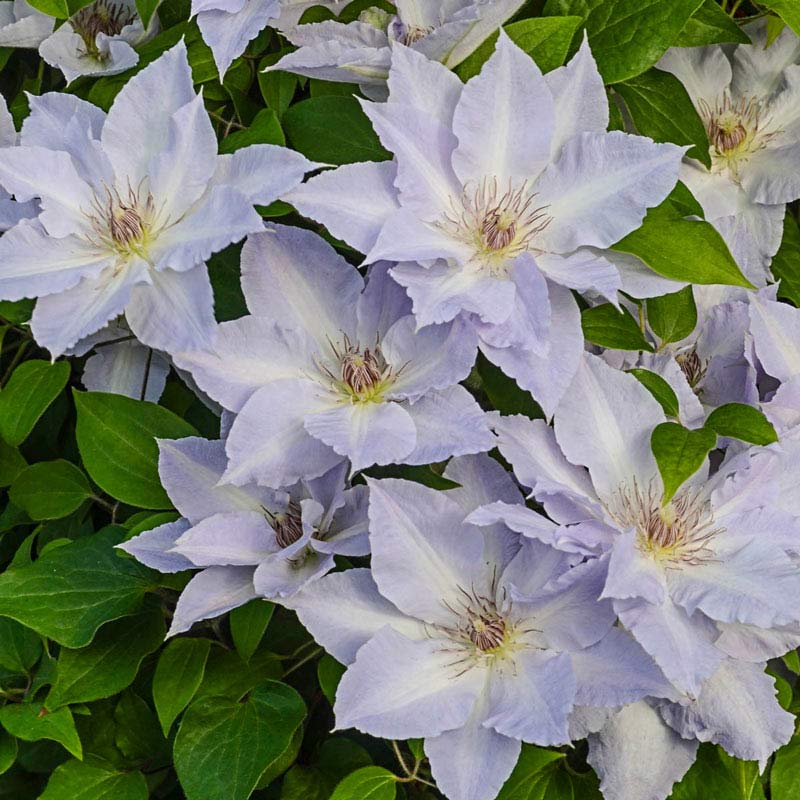Clematis Tranquilite<sup>™</sup>