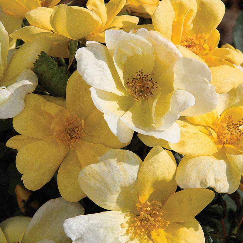 Knock Out® Sunny Yellow Rose 