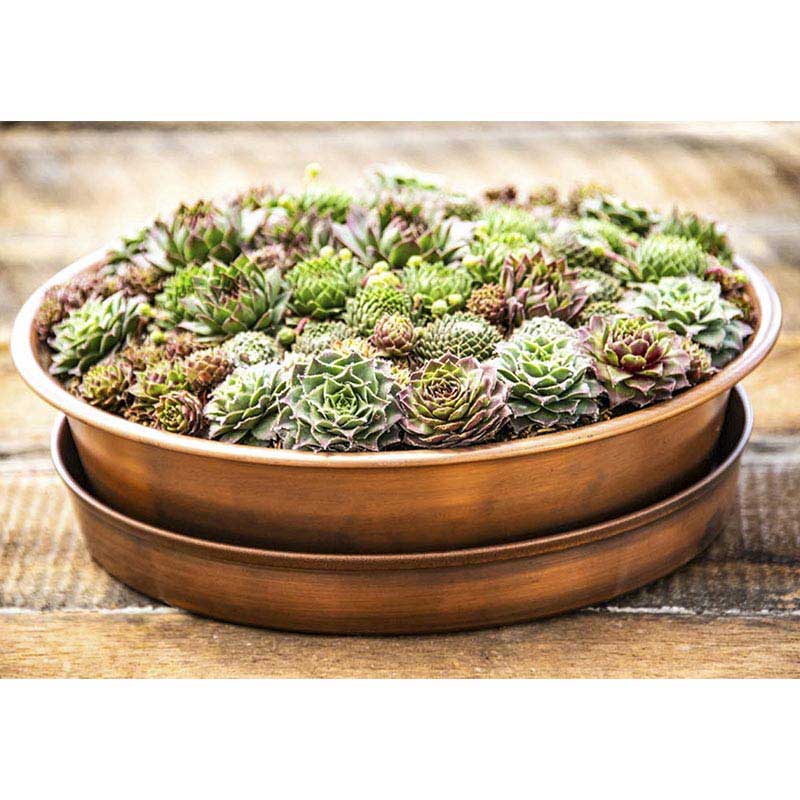 Succulents In Copper Spring Hill Nurseries