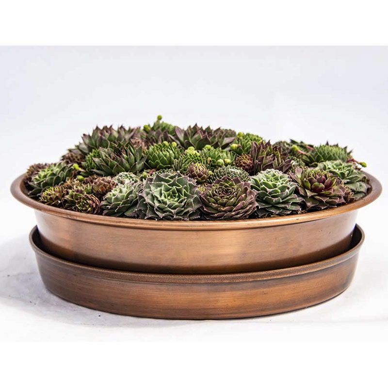 Succulents In Copper Spring Hill Nurseries