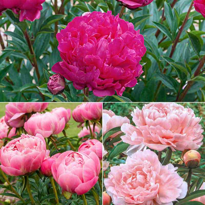 Award Winning Peony Collection Spring Hill Nurseries