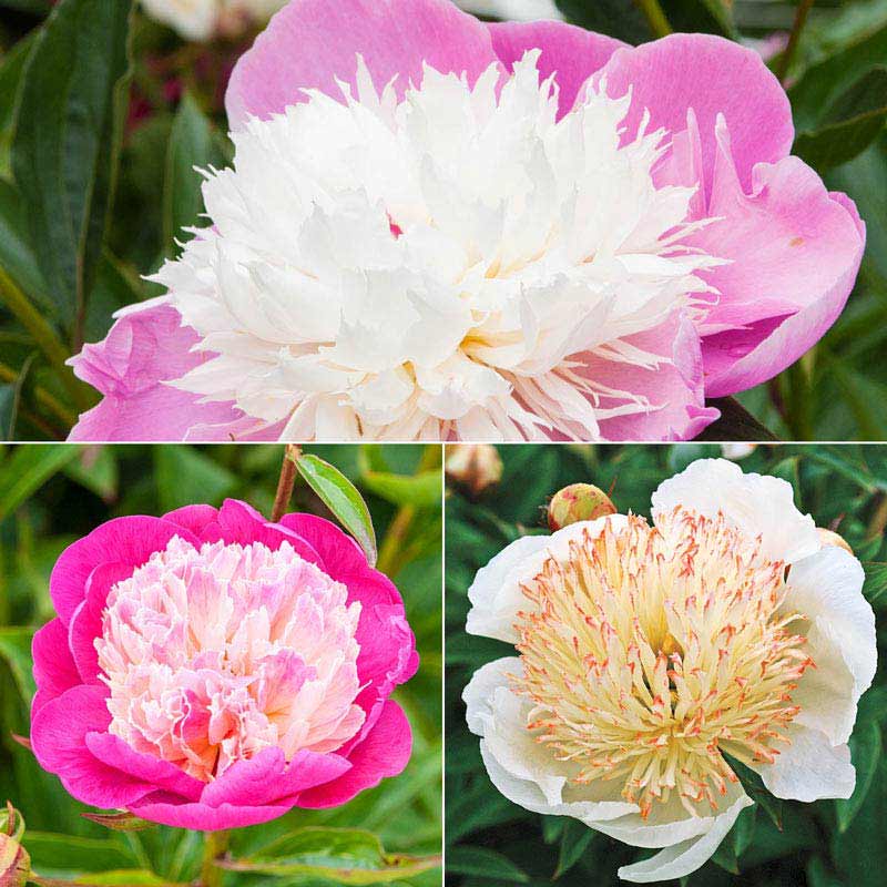Bombes Away Peony Collection