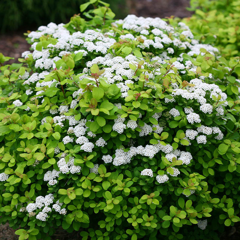 Image of Tor birchleaf spirea in a pot on a patio