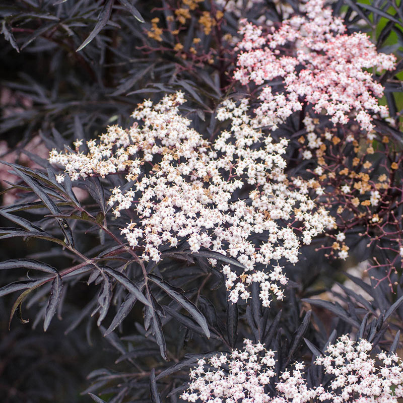 Black Lace Elderberry – Flowering Shrubs 