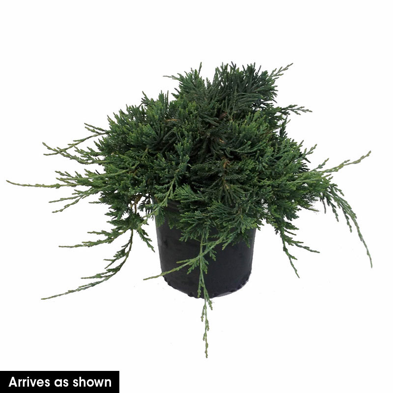 Blue Rug Juniper Ground Cover Spring Hill Nurseries