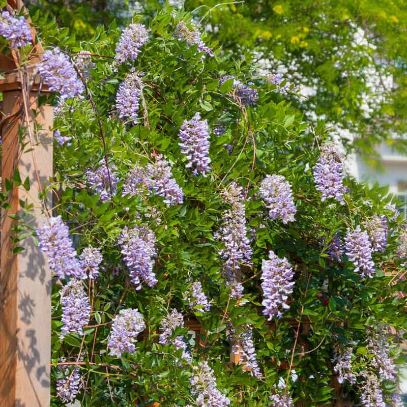 Wisteria macro Wisteria 'Blue Moon' deep blue-purple flowers #2 Vine American Beauties Native Plants Size Container 