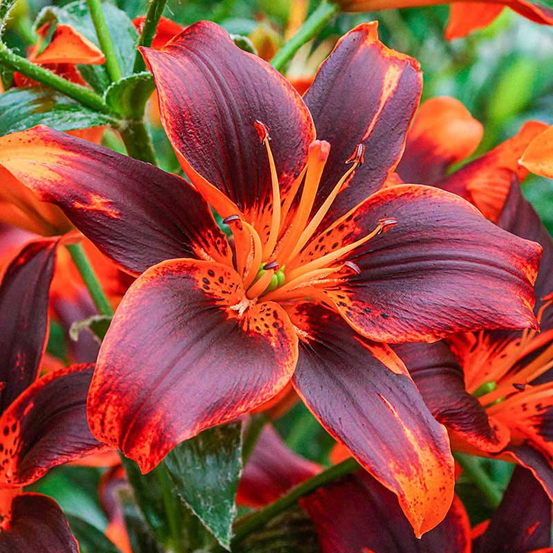 Sunset Asiatic Lily Trio | Perennial Lilies | Spring Hill