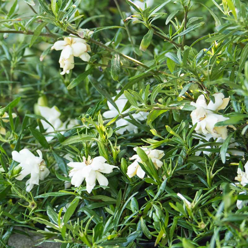 Fragrant Pathways Gardenia