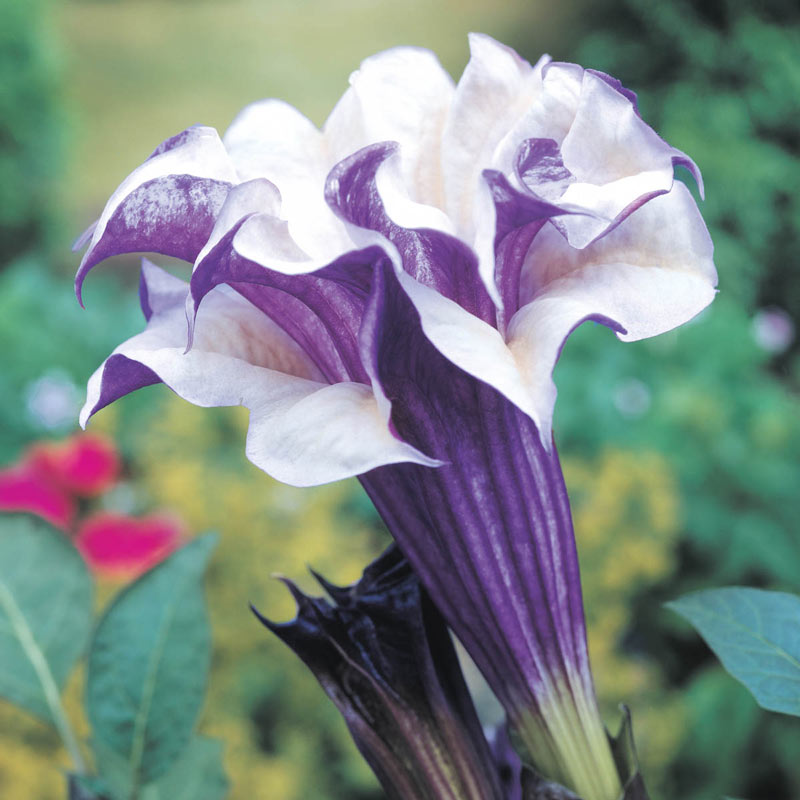 Huge Blooms,Scent Angel's Trumpet Double Purple 5 Seeds 