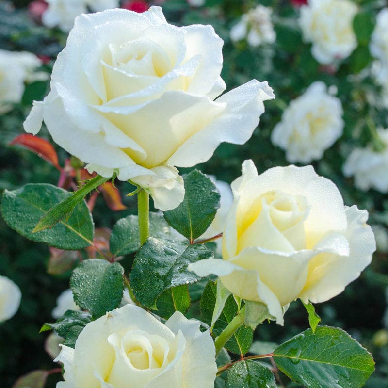 White Licorice<sup>™</sup> Floribunda Rose