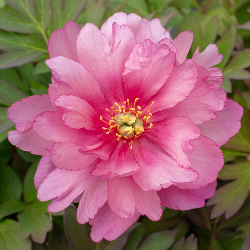 Pink Double Dandy Itoh Peony