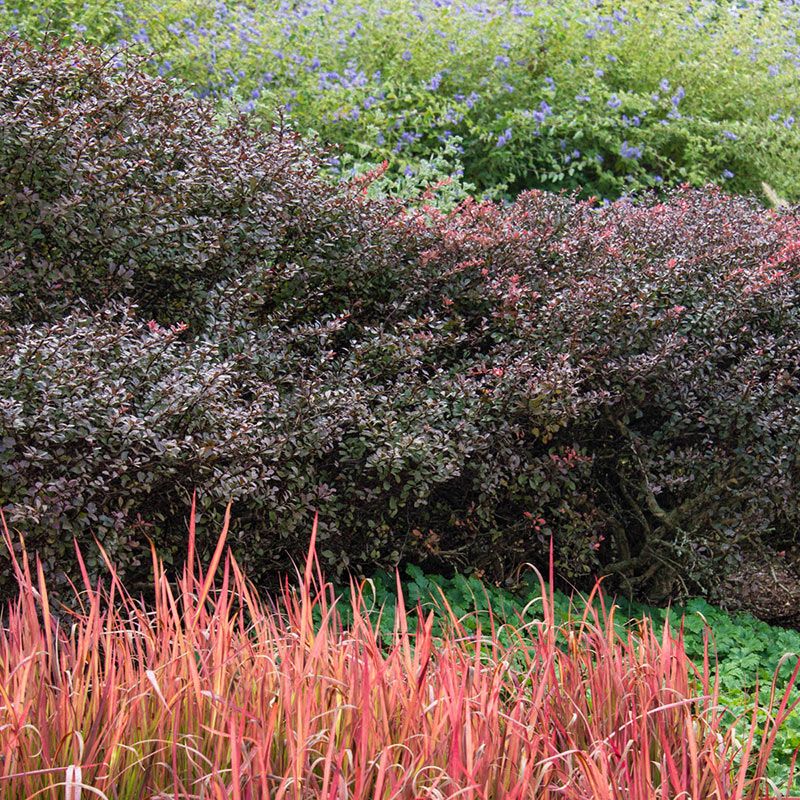 Crimson Pygmy Dwarf Barberry Shrubs Spring Hill