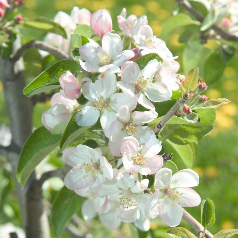 Apple Pixie Crunch® Reachables<sup>®</sup> Fruit Tree