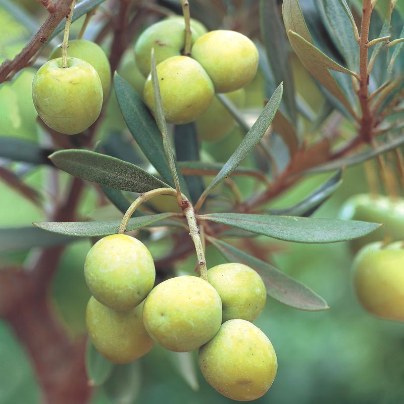 Mediterranean Olive Tree